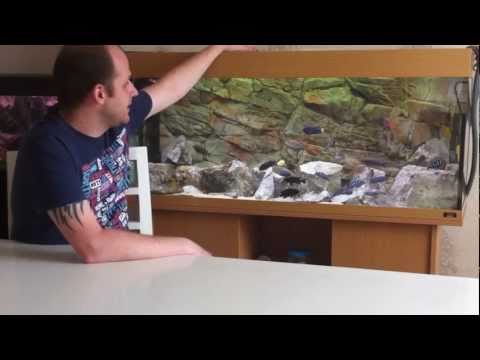 cichlid - SUBSCRIBE◅ - http://goo.gl/1OeGu Fish T-Shirts - http://africancichlidhub.com/products-page Website - http://africancichlidhub.com/ Facebook - https://www.f...