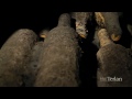 Le celle segrete-Archivio enologico Le celle segrete-Archivio enologico