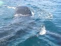 Humpback whales off Bay Newfoundland Canada