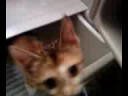 Pooba Fridge Pooba Fridge