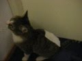 Re: How To Annoy Your Cat... The Nice Way!