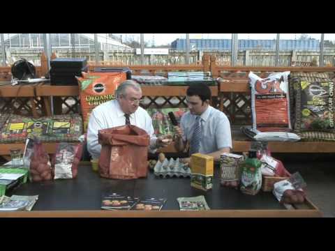how to grow new potatoes for xmas