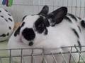videos de MacKenzie Bunnies - Bubbles Doodle Bug Dreaming in Her Sleep!