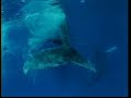 Save the Whales