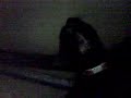 猫動画