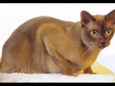 how to determine cat breed