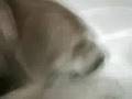 My super cut dog