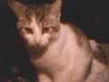 Cute Cat Cam Cute Cat Cam