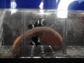 Black Ocellaris Clownfish Spawn Black Ocellaris Clownfish Spawn