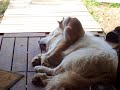 Cat gives  Great   Pyrenees  backrub