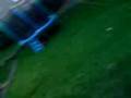 videos de honda cbr 600 cbr600 custom one off a kind with bakini fairing and custom bright yellow paint