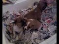 Pepito a 23 gg video1