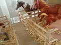 How to make stalls/fence pt.2