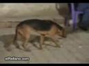 Dancing dog Dancing dog