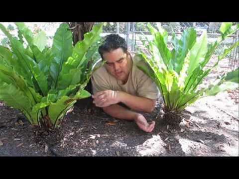 how to transplant a bird's nest fern