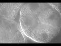 Mitosis in Action! Mitosis in Action!
