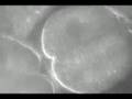 Mitosis in Action!