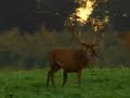 Tal der Hirsche der Deutschen Wildtier Stiftung Tal der Hirsche der Deutschen Wildtier Stiftung