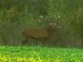 Tal der Hirsche der Deutschen Wildtier Stiftung