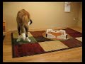 Bailey Checks out the New Pergo Floorin