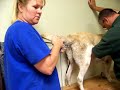 Canine Reproduction Transcervical insemination