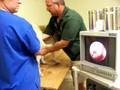 Canine Reproduction Transcervical insemination