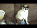 videos de yea whatever do try that again buster