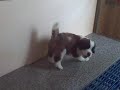 Puppy Litter 