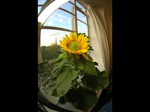 sunflowers - Timelapse of my dwarf sunflower =). Taken with a webcam and a single lens reflex D70s. (how do you use audioswap? i saw other videos using this song and they...