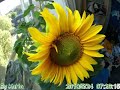 My Sunflower Timelapse: 15/3/10 - 24/7/10 - BEST EVER