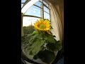 My Sunflower Timelapse: 15/3/10 - 24/7/10 - BEST EVER