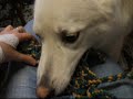 Bracken - The craziest Husky X Alsation