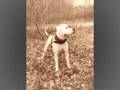 Bulldog Americano video