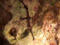 Harlequin Ghost Pipefish at Magic Pier