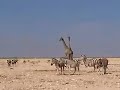 La Namibie - Etosha