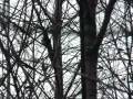 videos de Pic-Bois (ZEC Batiscan-Neilson)