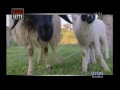 Agriturismo Rudì.flv