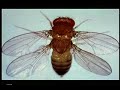 On Beyond: Evolutionary Mechanism Light and Sleep