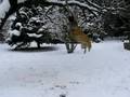 Crazy Malinois Nera