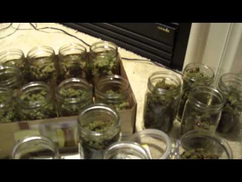 how to harvest my bud