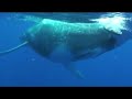 Diving with whales French polynesia