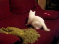 El gato VS Laser