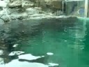 california-sea-lions-chewing-rocks.html