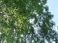 Blackbird and willow warbler duet