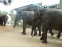 Elephants at Pinnawela, Sri Lanka