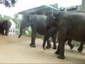 Elephants at Pinnawela, Sri Lanka