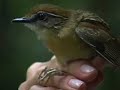 Ecologia de Aves da Ilha Grande / Direção Luiz Duarte