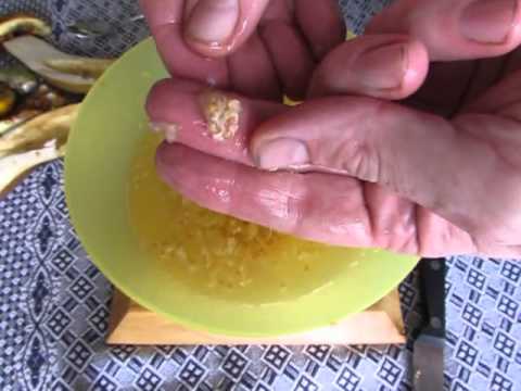 how to harvest eggplant seeds