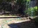 ufc-fight-chihuahua-vs-cat.html