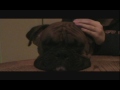 meister movie compressed.wmv meister movie compressed.wmv